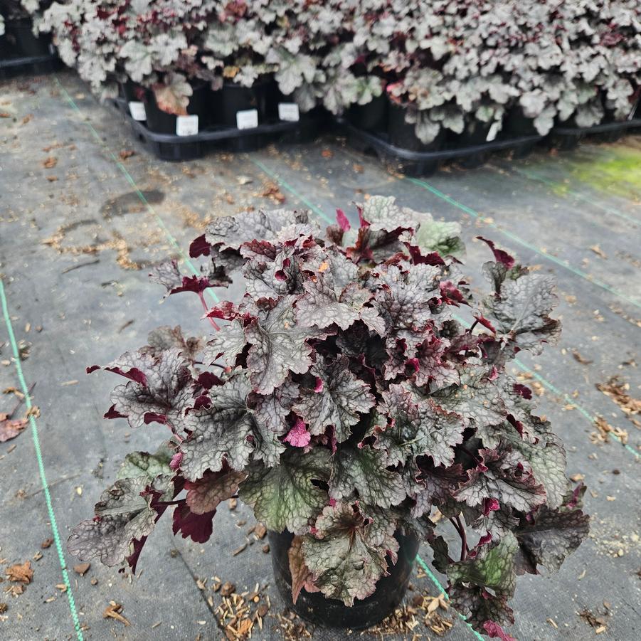 Heuchera 'Plum Pudding'