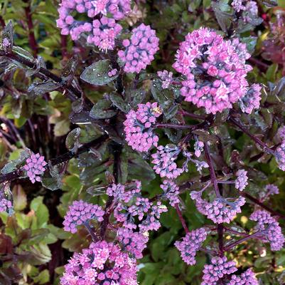 Sedum 'Double Martini'