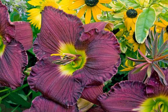 Hemerocallis Rainbow Rhythm® Rainbow Rhythm® Nosferatu