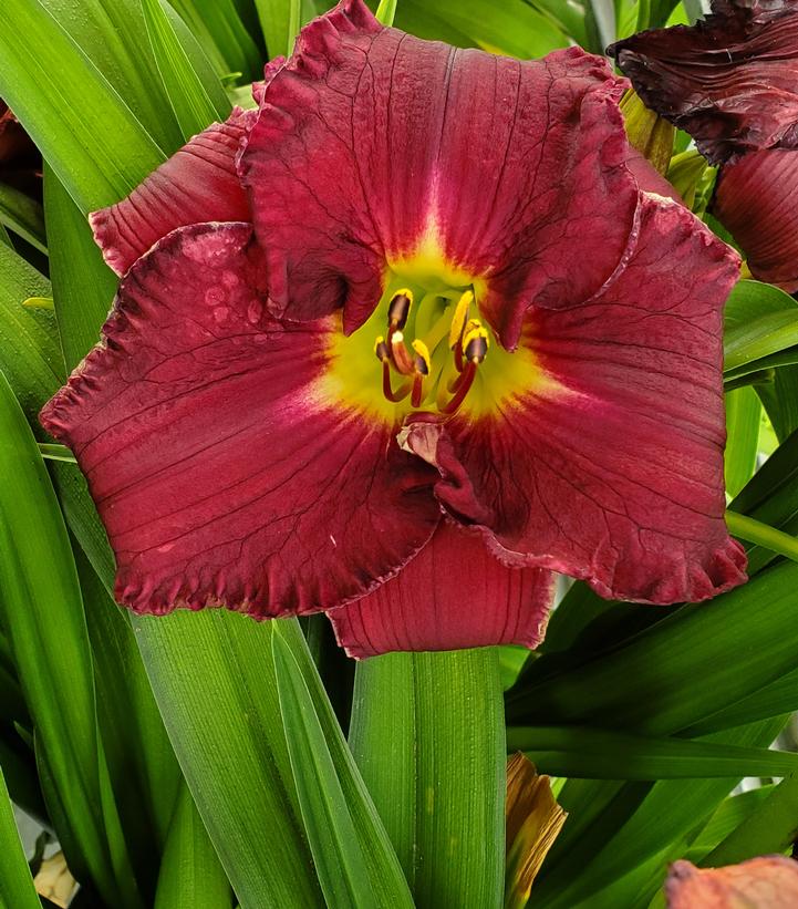 Hemerocallis Rainbow Rhythm® Rainbow Rhythm® Nosferatu