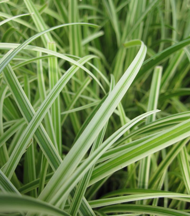 Carex morowii Silver Sceptre