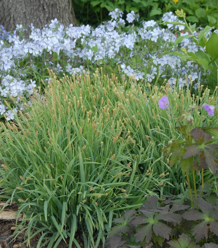 Carex laxiculmus Bunny Blue™ (Hobb)