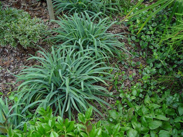 Carex laxiculmus Bunny Blue™ (Hobb)