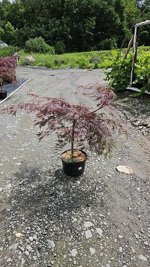 Acer palmatum dissectum 'Crimson Queen'