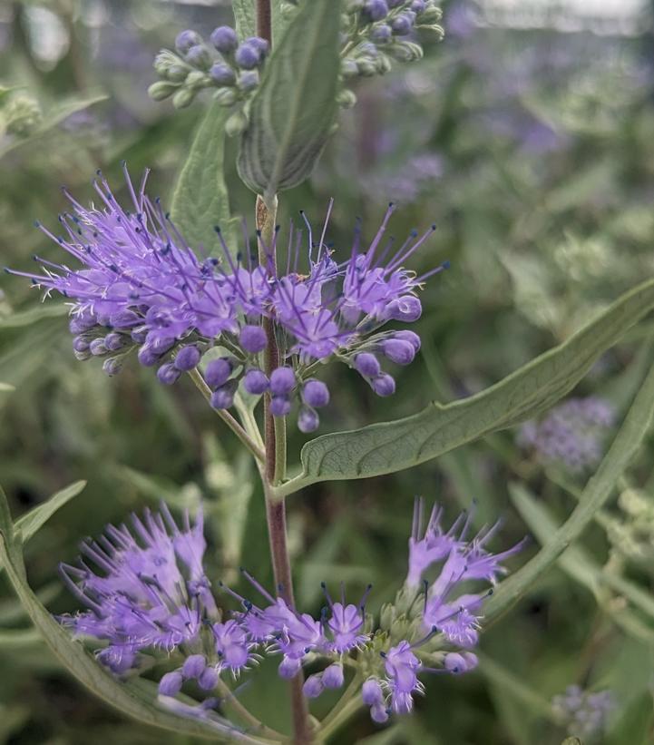 Caryopteris x cland. Dark Knight