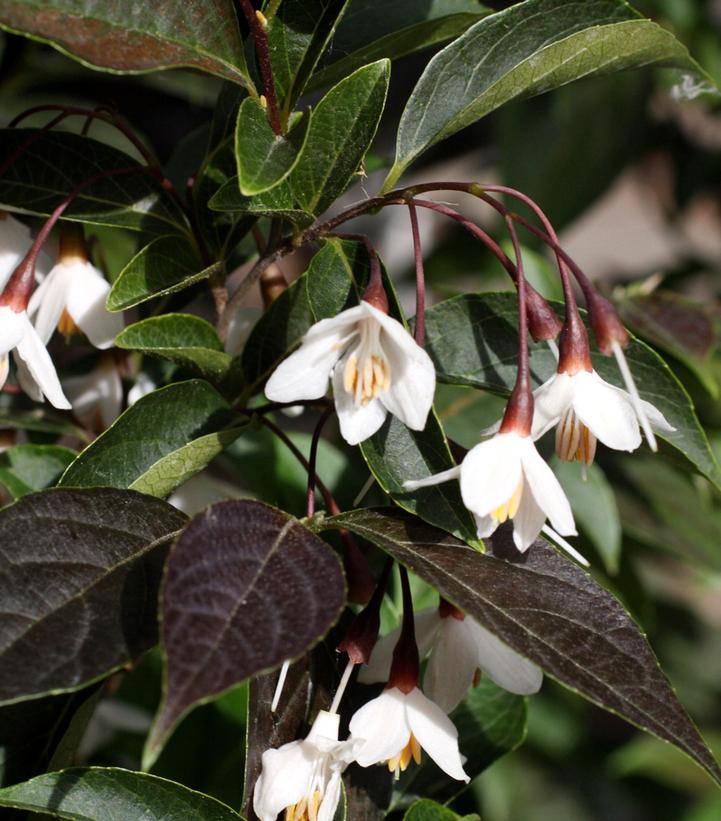 Styrax japonicus 'Evening Light'