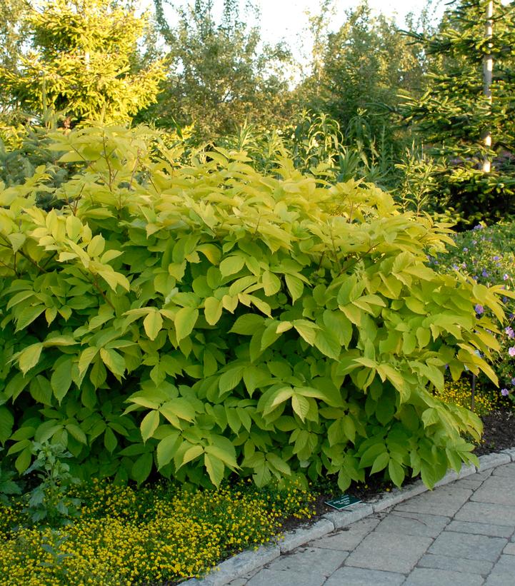 Aralia Sun King