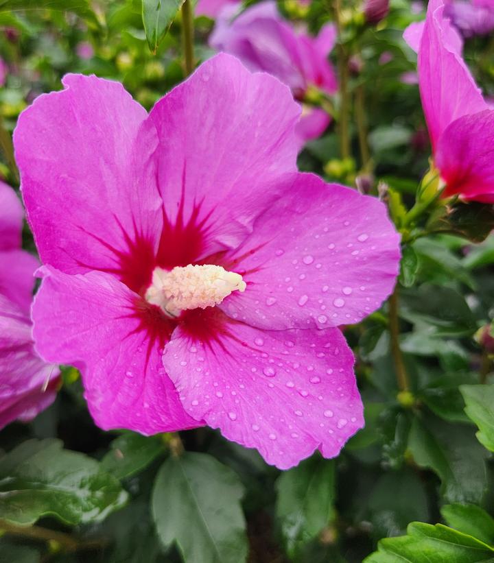 Hibiscus syriacus Lil' Kim® Violet