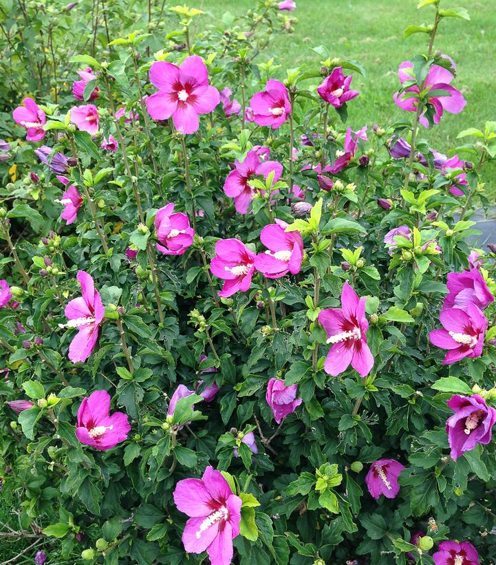 Hibiscus syriacus Lil' Kim® Violet