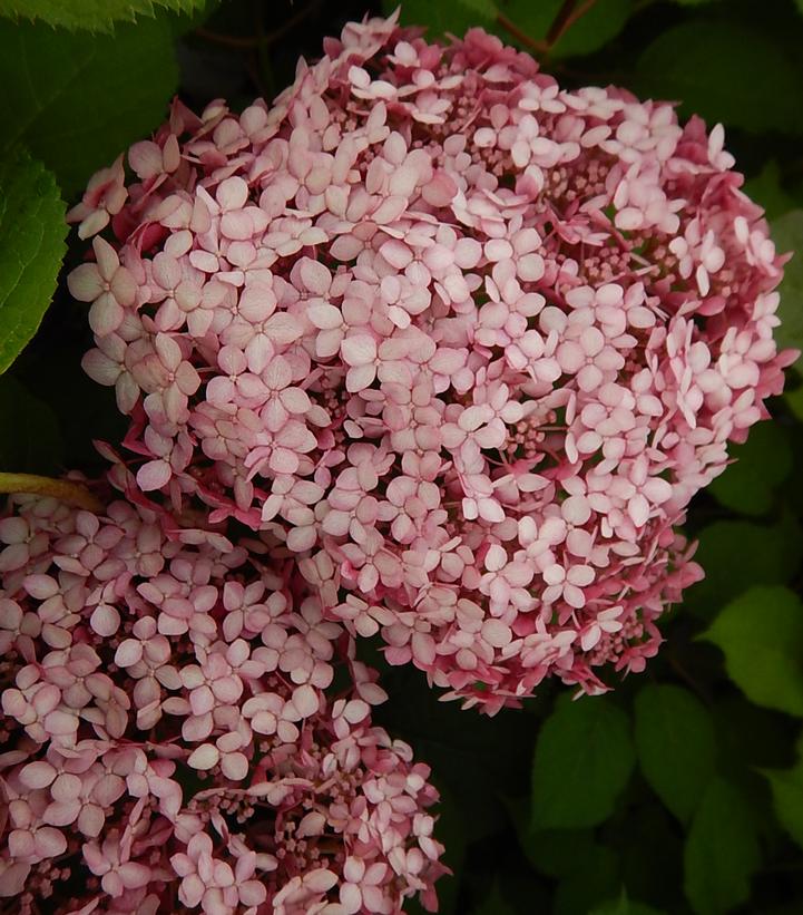 Hydrangea arborescens Invincibelle® Invincibelle® Spirit Ⅱ