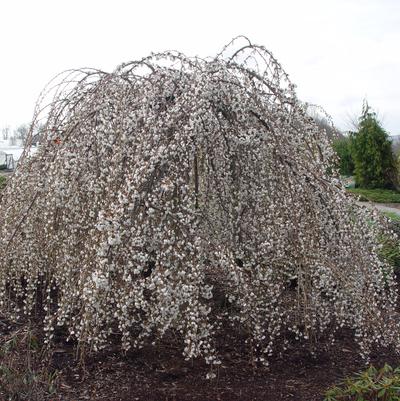 Prunus X Snow Fountains®