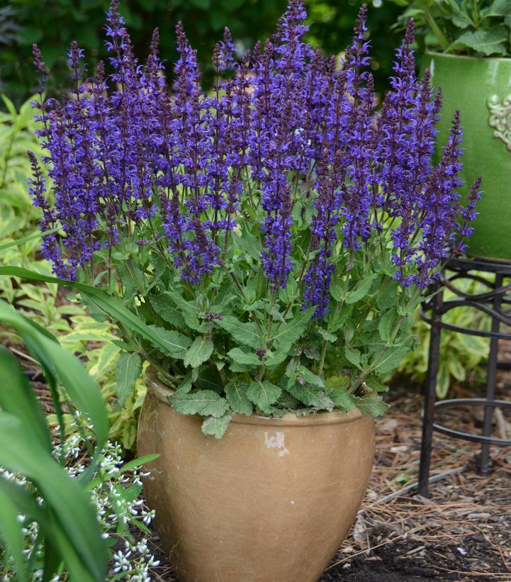 Salvia Color Spires® Color Spires® Violet Riot