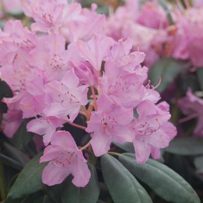 Rhododendron cat. 'English Roseum'