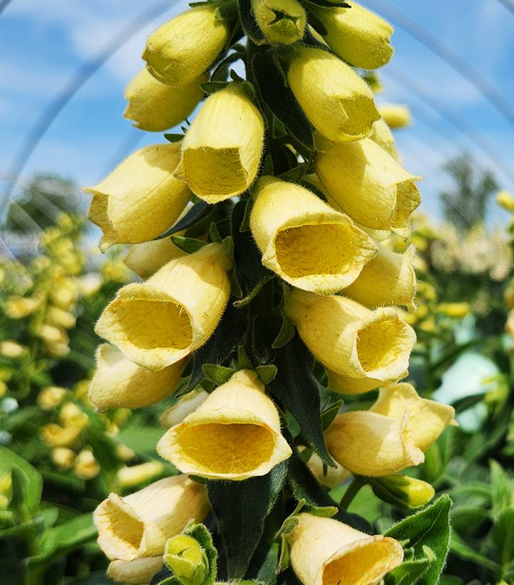 Digitalis grandiflora Carillon