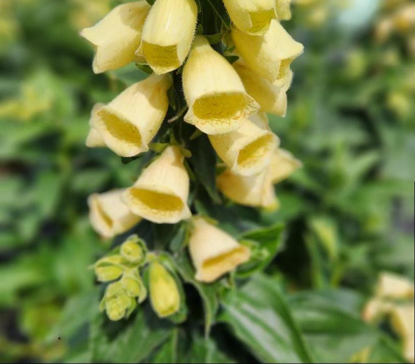 Digitalis grandiflora Carillon