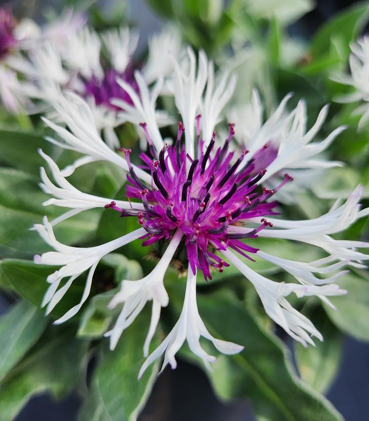 Centaurea Amethyst In Snow