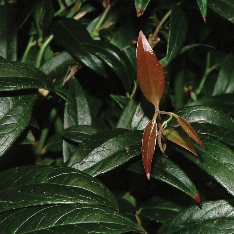 Leucothoe axillaris Squirt™