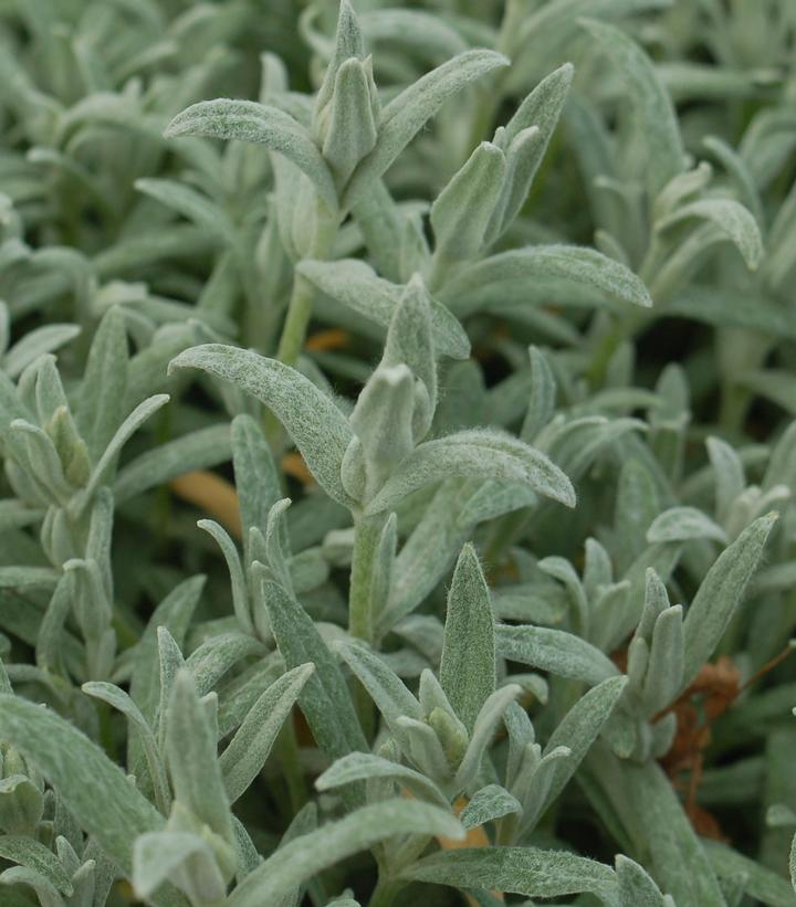 Cerastium tomentosum 