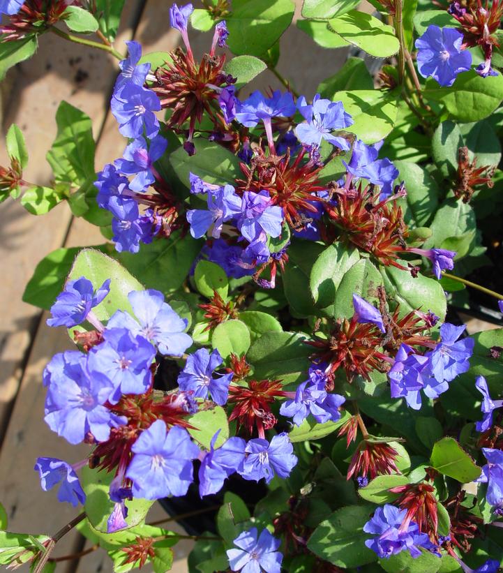 Ceratostigma plumbaginoides 