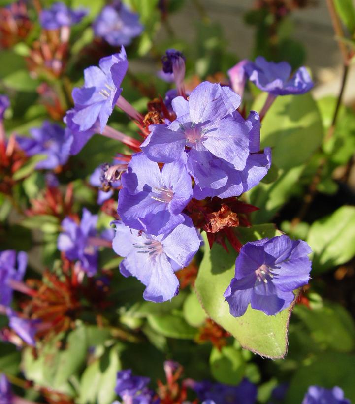 Ceratostigma plumbaginoides 