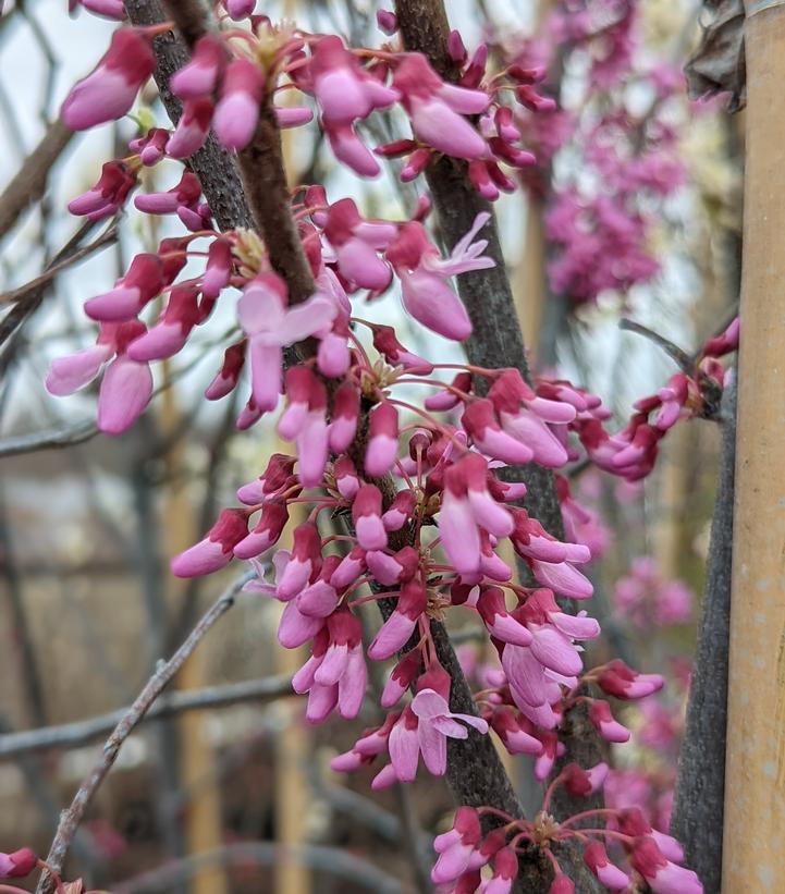 Cercis canadensis 