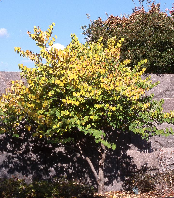 Cercis canadensis 