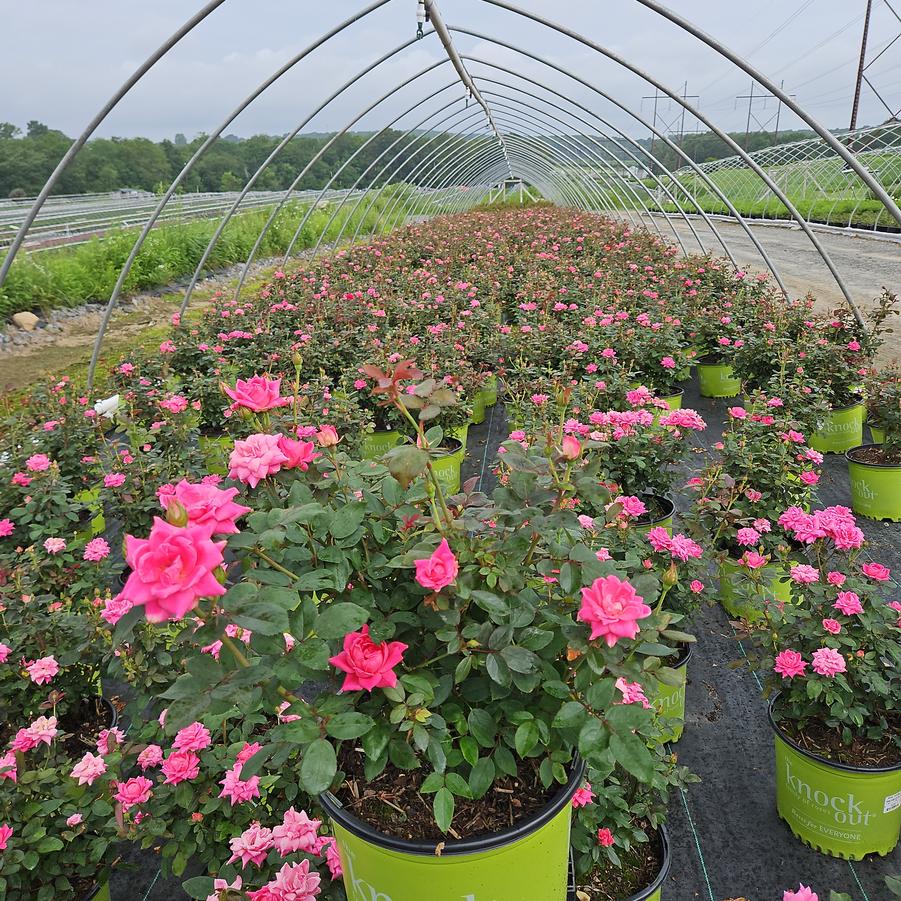 Rosa Double Pink Knock Out®