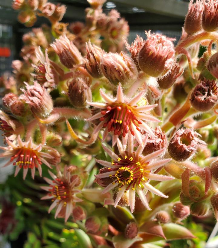 Sempervivum 'Ruby Heart'