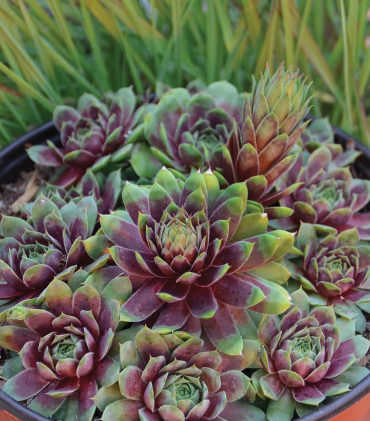 Sempervivum 'Ruby Heart'