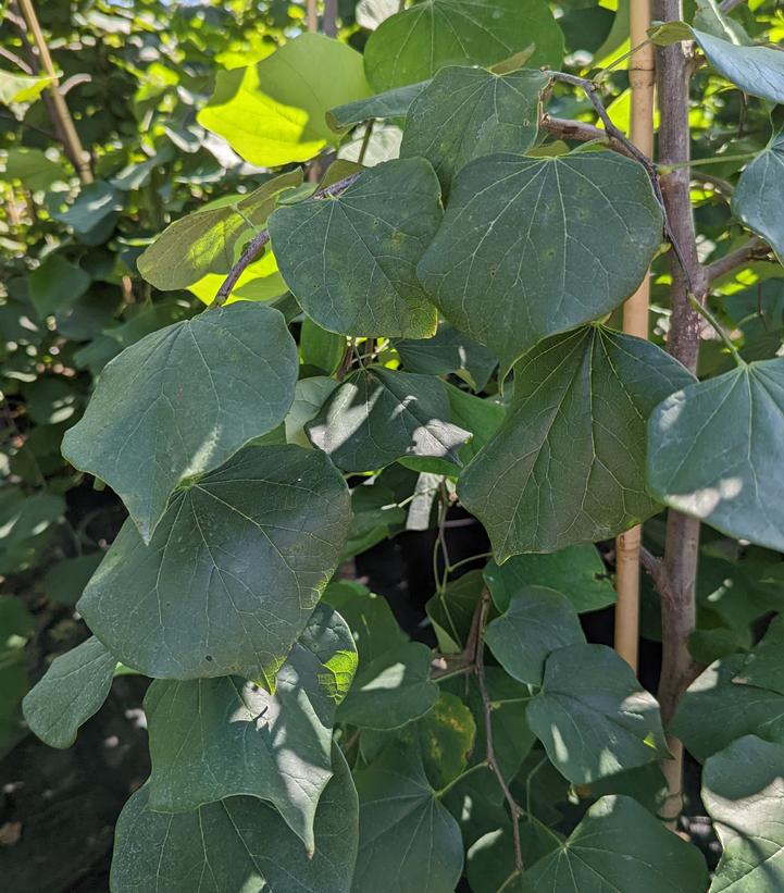 Cercis canadensis Pink Heartbreaker