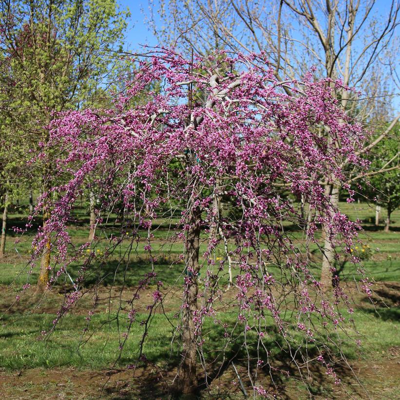 Cercis canadensis Pink Heartbreaker