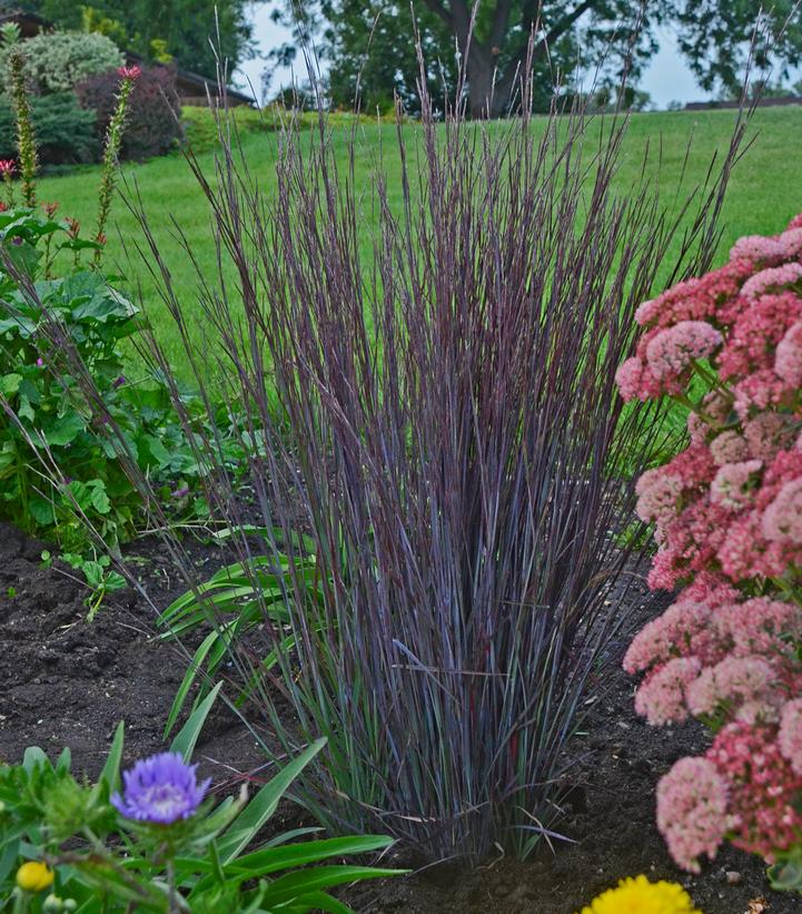 Schizachyrium scoparium 'Smoke Signal'