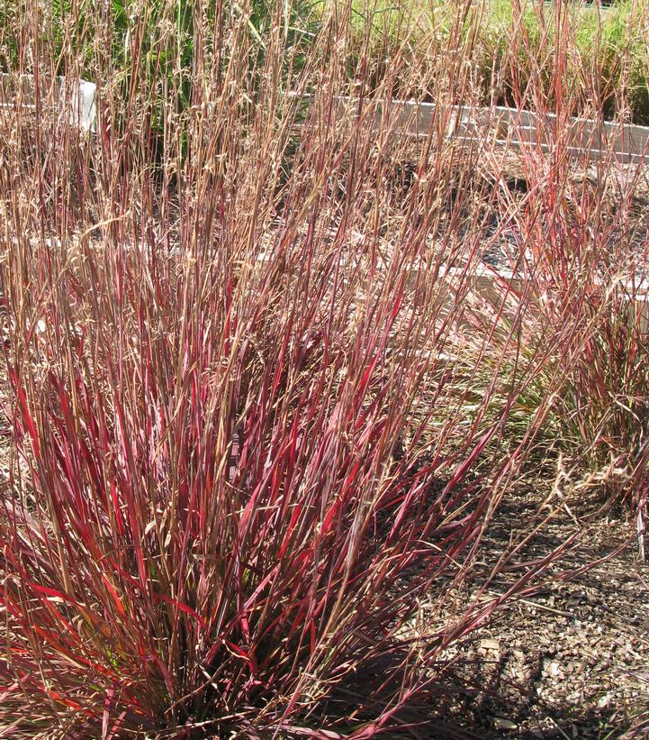 Schizachyrium scoparium 'Smoke Signal'