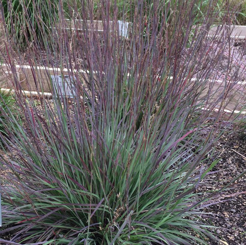 Schizachyrium scoparium 'Smoke Signal'