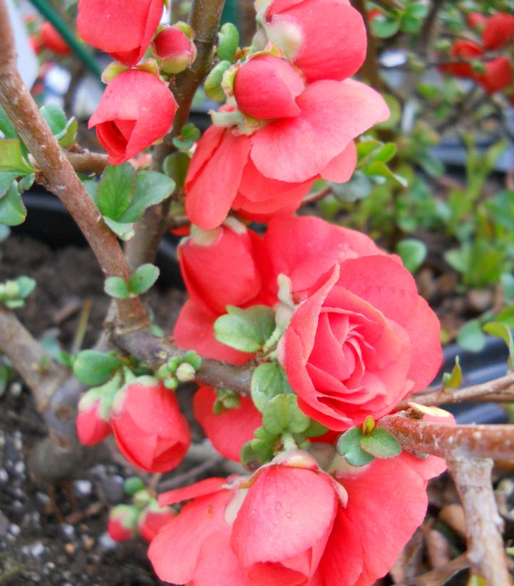 Chaenomeles speciosa Double Take® Orange