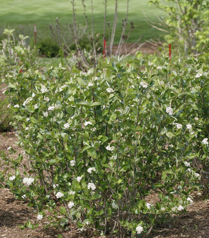 Aronia melanocarpa Low Scape Hedger®