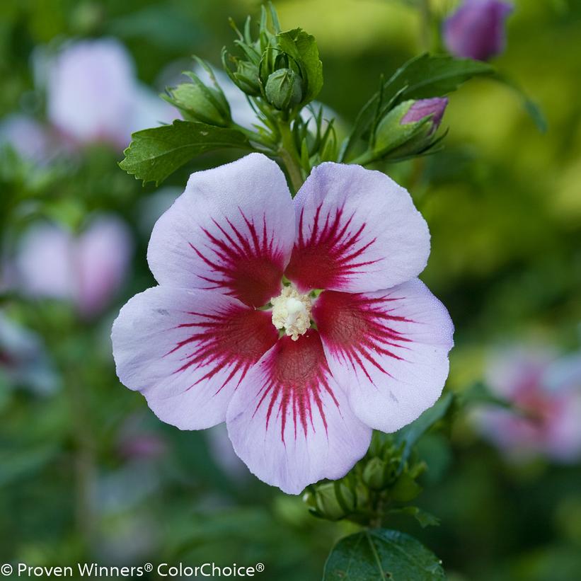 Hibiscus syriacus Orchid Satin®