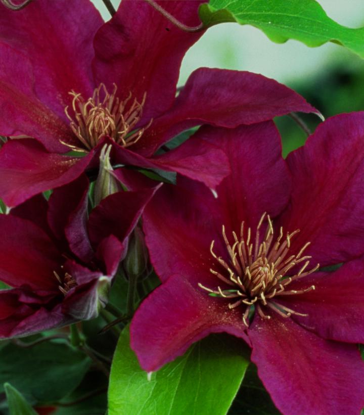 Clematis Boulevard® Picardy™