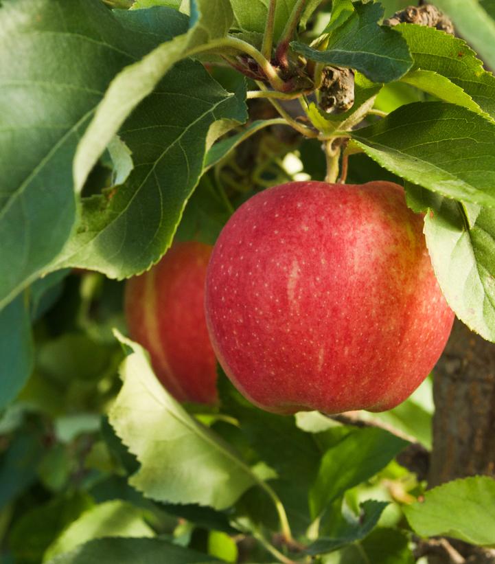 Malus domestica 'Ambrosia'