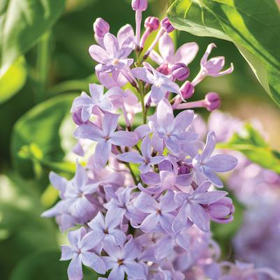 Syringa vulgaris New Age™ Lavender