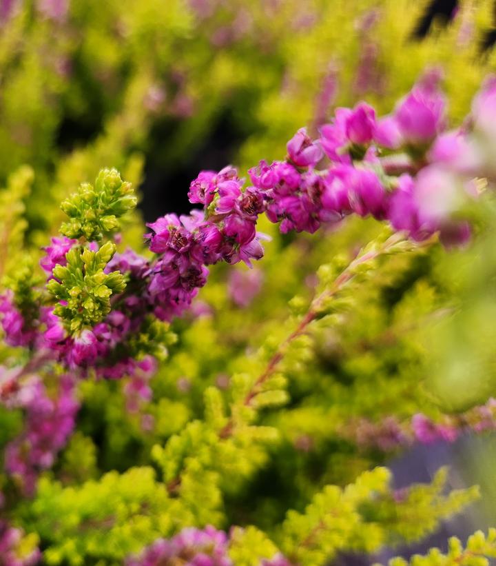 Calluna vulgaris Firefly