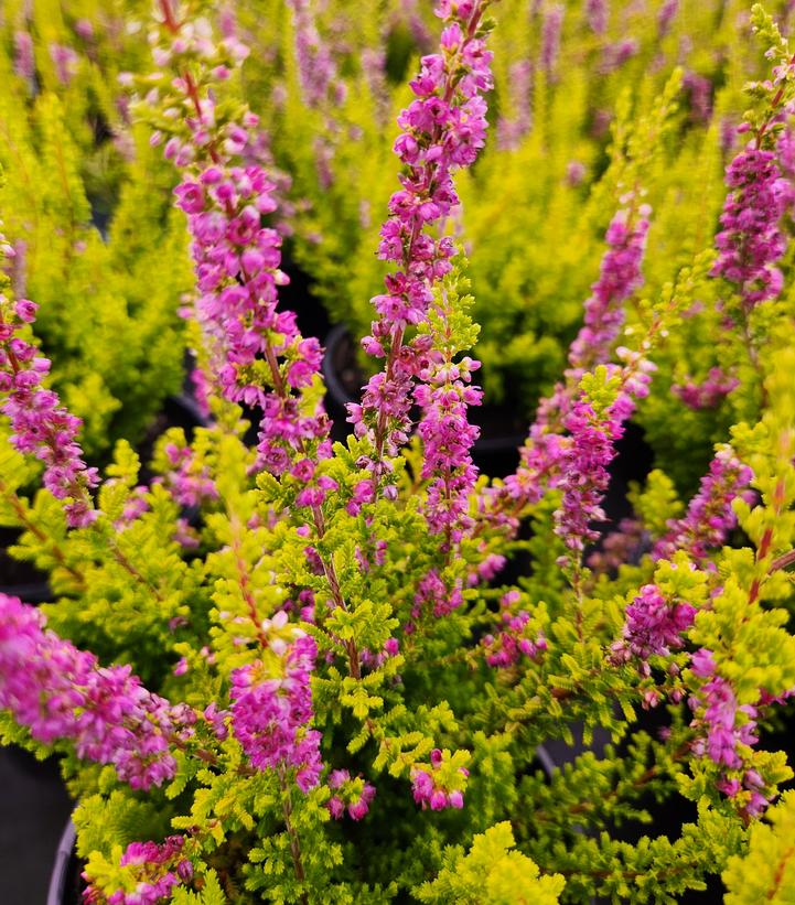 Calluna vulgaris Firefly