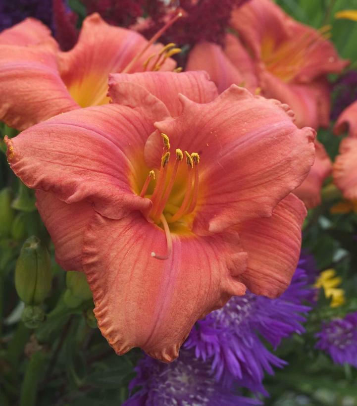 Hemerocallis 'South Seas'