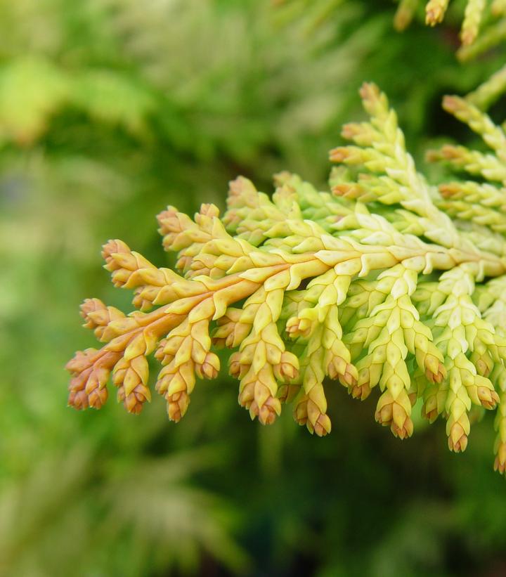 Chamaecyparis obtusa 'Fernspray Gold'