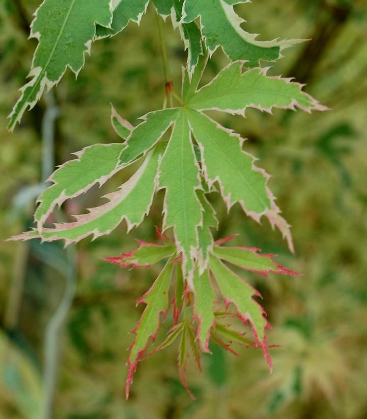 Acer palmatum 'Butterfly'