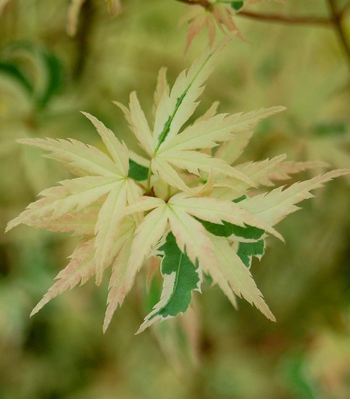 Acer palmatum 'Butterfly'