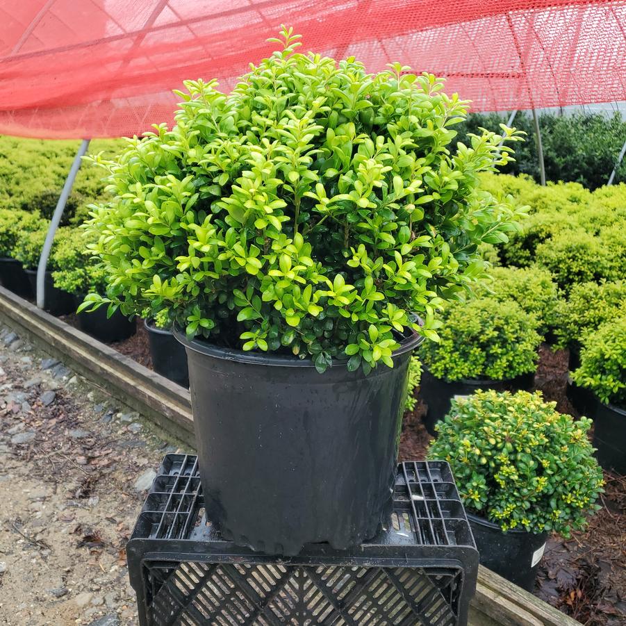 Ilex crenata Drops of Gold