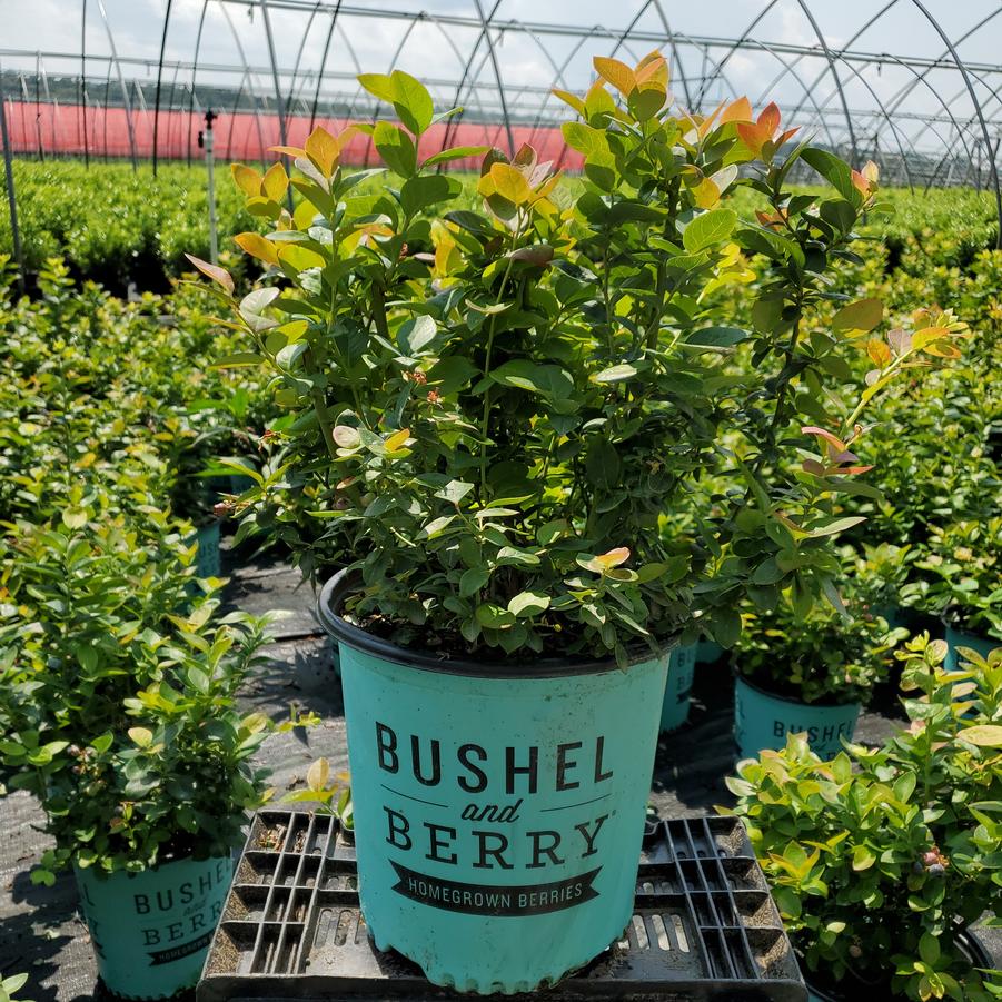 Vaccinium corymbosum hybrid Bushel and Berry® Peach Sorbet®