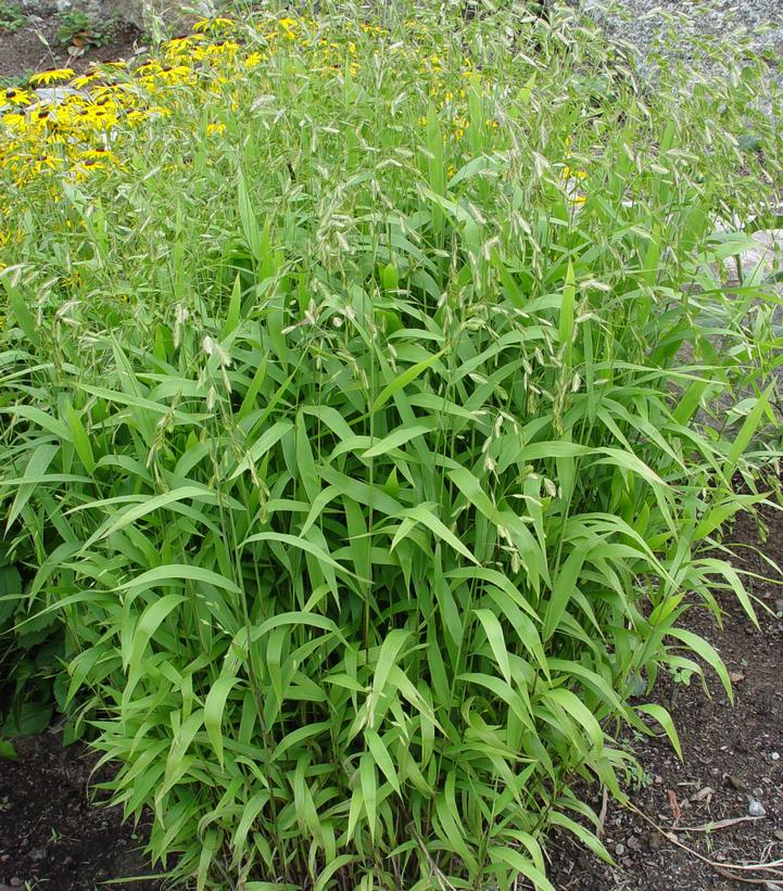 Chasmanthium latifolium 