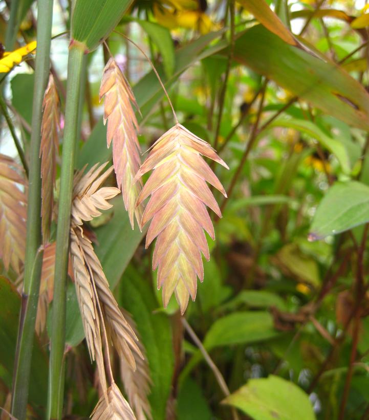 Chasmanthium latifolium 